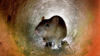 Are the Rats in New York Different Based on Their Location?