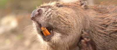 What Makes Beaver Teeth Super Strong?