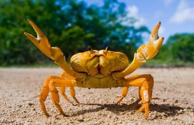 Will Humans Turn Into Crabs Through Carcinization?