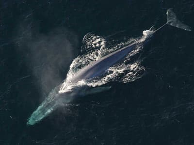 What is a 52-Hertz Whale?