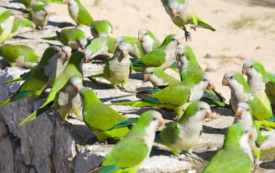 Are Parakeets Considered as an Invasive Species to Europe?