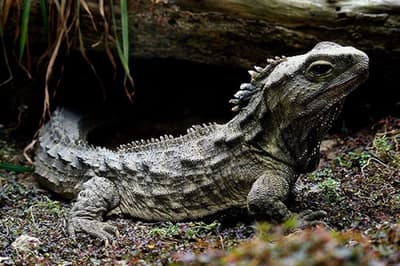 Did Humans Come From Reptiles?