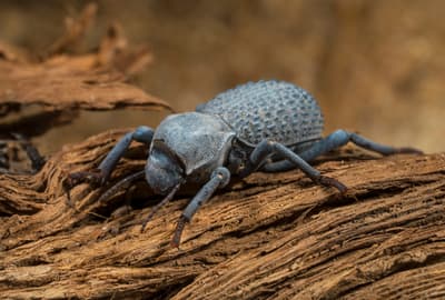 Which Insect Has the Toughest Exoskeleton?