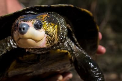 ¿Qué tiene de único la tortuga de Irwin?