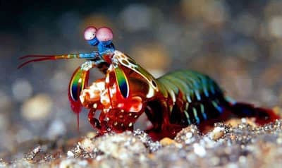 What is Unique About the Peacock Mantis Shrimp?