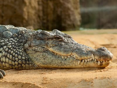 How Do Crocodiles Lure Birds?