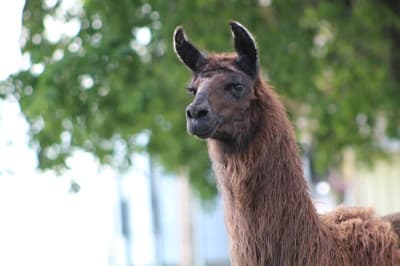 What Are Guard Llamas?