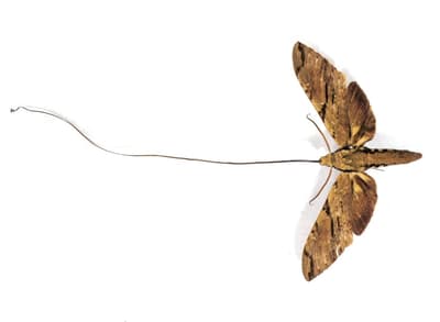 Comment Charles Darwin a-t-il contribué à la découverte du Xanthopan ?