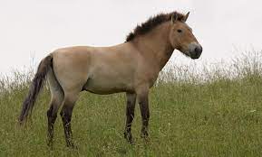 What is the Only True Wild Horse?