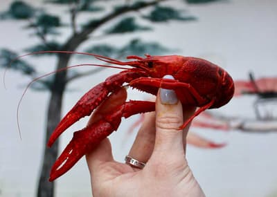 How Did Rice Farmers Cultivate Crawfish in Louisiana?