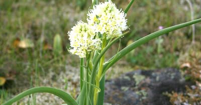 Какое самое ядовитое растение в мире?