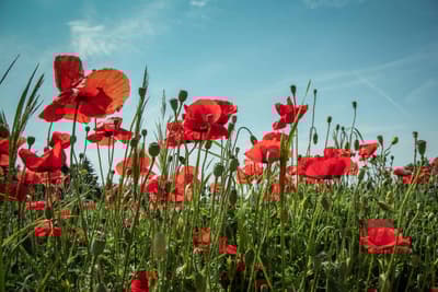 How Did Poppy Flowers Become the Symbol of World War I?