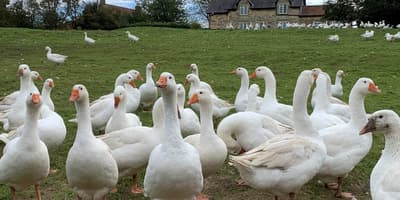 How Can You Make Foie Gras without Force Feeding Geese?