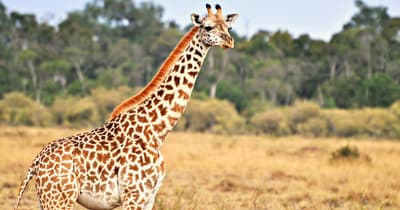 How Do Giraffes Communicate?