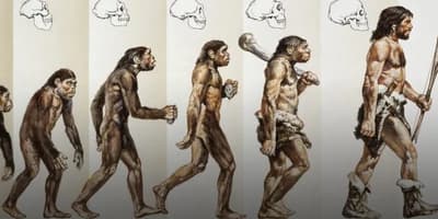 Why Is There Only One Human Species?