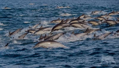 What Are Dolphin Megapods?