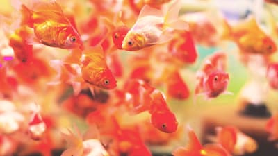 ¿Cómo pagó un clan samurái sus deudas?