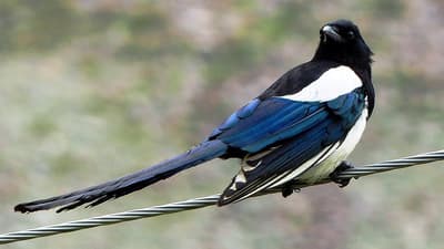 Which Bird is Known to be the Most Intelligent?