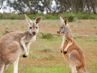 Why Were Australians Encouraged to Eat More Kangaroo Meat?