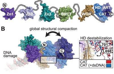 How Does the Protein PARP-1 Help Our Body?