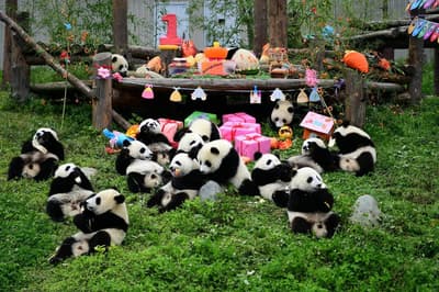 How Does China's Panda Business Work?