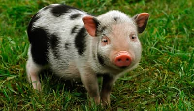 Teacup Pigs Are Not Real