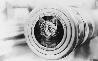 Why Did Seafarers Always Keep Cats Aboard?