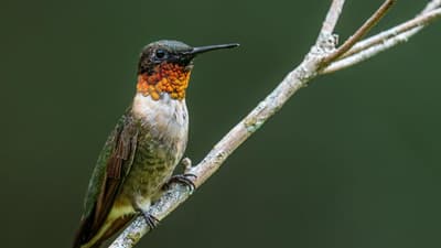 Il cervello del colibrì rappresenta il 4.2% del suo peso corporeo, che è il doppio di quello degli esseri umani