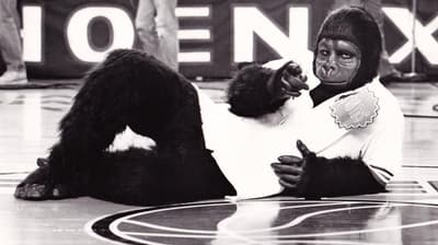 The Phoenix Suns Did Not Have an Official Mascot Until a Fan Came to a Home Game Dressed as a Gorilla, He Was Asked to Dance Underneath the Ring During a Timeout