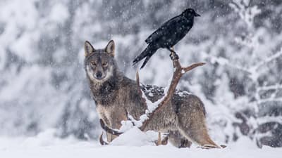 Ravens and Wolf Cubs Play Together and Get Along Really Well