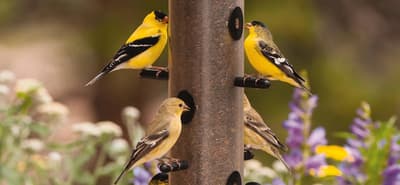 How Do Birds Keep Pests and Parasites Away?
