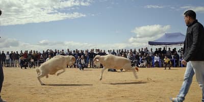 How is Sheep Fighting Done in Algeria?