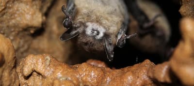 General Motors Uses Byproducts from Their Cars to Make Artificial Stalactites for Bats