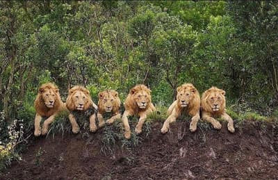The Mapogo Lion Coalition is a Brutal Pack of Six Lions who Feasted Across Africa. They Claimed 170,000 Acres of Land and Killed Over 100 Other Lions and Cubs.