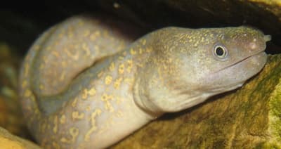 How Does the Giant Moray Eel Hunt with Coral Groupers?