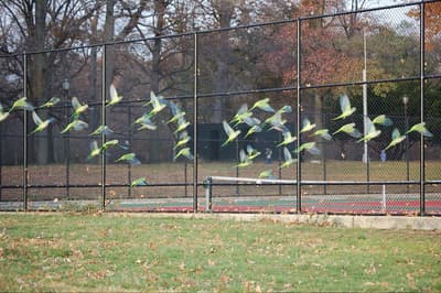 Pourquoi y a-t-il une population florissante de perroquets sauvages dans le Bronx ?