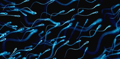 Les testicules fabriquent des millions de spermatozoïdes chaque jour. Il y a environ 1,500 XNUMX spermatozoïdes fabriqués chaque seconde.