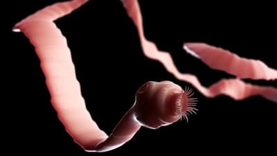 How Long Can A Tapeworm Live Inside A Person?