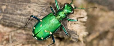 虎甲虫奔跑速度极快，以至于短暂失明；每秒可移动约120倍体长，环境瞬间模糊，眼睛无法聚光成像。