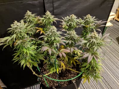 In den frühen 1970er Jahren war die Cannabissorte mit dem Namen „Acapulco Gold“ an der Columbia University so beliebt, dass das College eine eigene Schmuggelroute durch Austin, Texas, hatte.