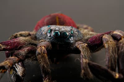 Big Bob is de grootste spin in de film Arachnofobie. Hij was een vogeletende spin en werd vernoemd naar Robert Zemeckis. Hij werd geadopteerd door een bemanningslid na de opnames.