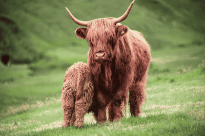 法罗群岛的家畜是1200年孤立育种的结果，岛上大多数家畜在世界其他地方都未见