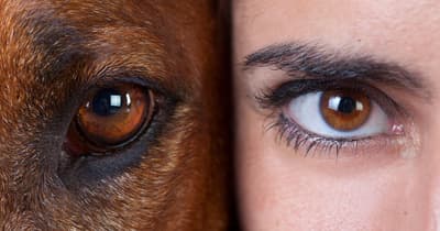 Humans Have the Highest Daytime Visual Acuity of Any Mammal. However, We Have Relatively Poor Night Vision.