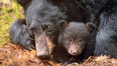 メスグマは、自分の子どもを非常に守るために、雄のクマが若い個体にとって脅威となるため、人間との接触を避けることを知っているため、積極的に人間が住んでいる地域を探し出してしまう。