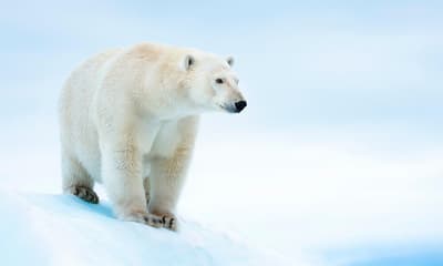 北极熊实际上拥有透明的空心毛皮，皮肤是黑色的。