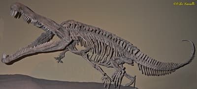 Les crocodiles et les alligators sont des survivants d'une ancienne branche évolutive des archosaures. Ils dominaient la planète au Trias supérieur avant qu'un événement d'extinction ne les laisse céder la place aux dinosaures.