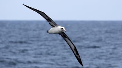 Gli albatros usano il volo dinamico o il volo a planata mentre attraversano l'oceano e quasi non sbattono le ali. Possono volare così per circa 1.000 chilometri.