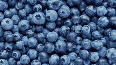 Blueberries Were Commercially Cultivated in the 1910s After a Long History as a Regional Wild Food.