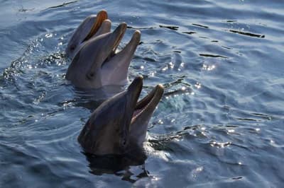Au Brésil, les grands dauphins rassemblent activement les poissons vers les pêcheurs locaux, puis leur signalent où jeter leurs filets.