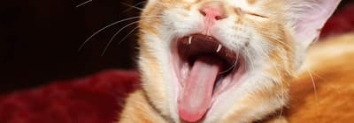 У кошек зубы имеют кровяные каналы, препятствующие всасыванию при укусе, что позволяет им быстрее выдернуть жертву и снова укусить.